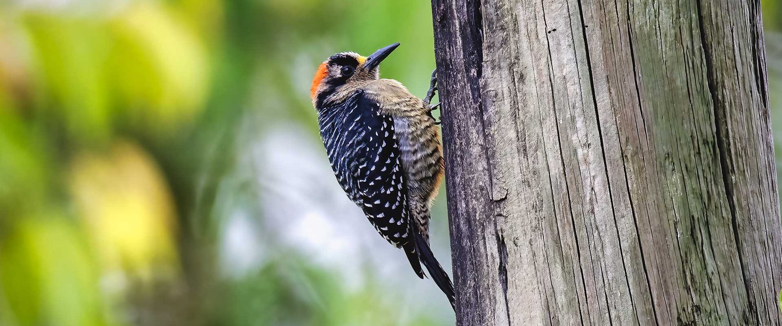 Black-cheeked-Woodpecker