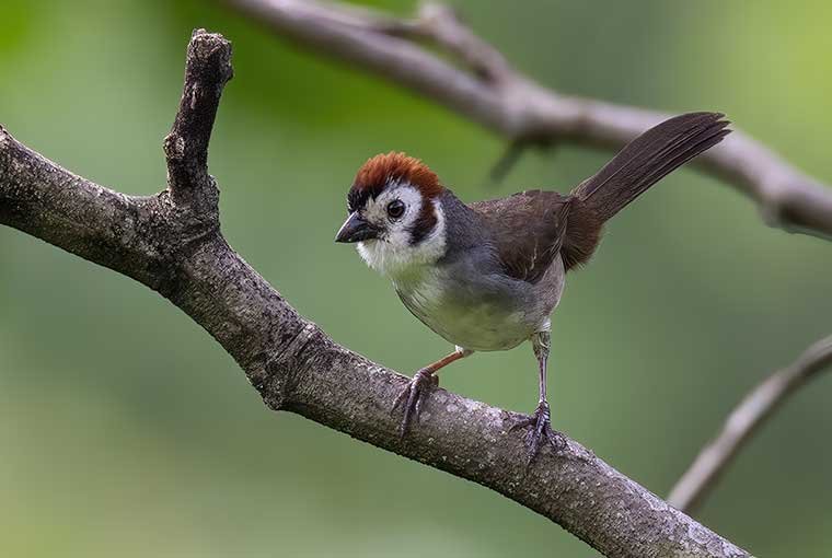 White-Faced-Ground-Sparrow