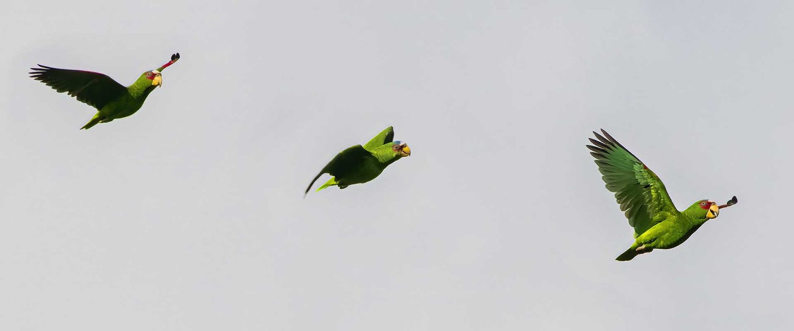 White-fronted-Parrot