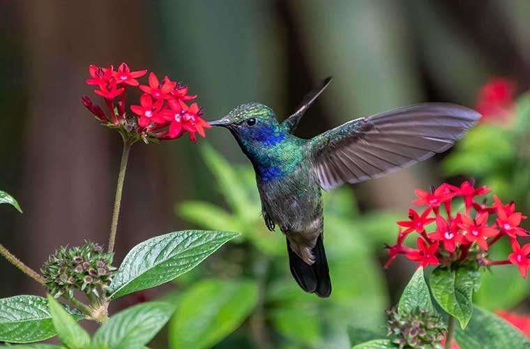 Mexican Violetear_Birding Guatemala