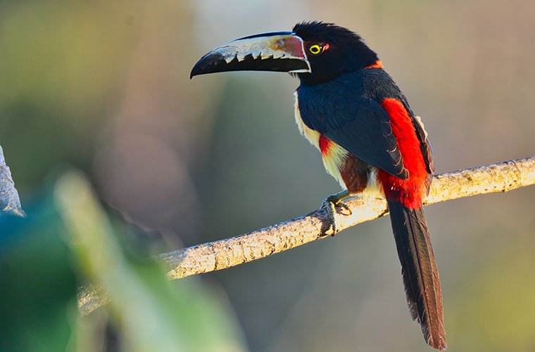 Guatemala Birds_Collared-Aracari