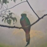 "A resplendent quetzal, the iconic Bird of Guatemala, majestically perched on a branch, its vibrant green and red plumage contrasting the foggy morning in a lush cloud forest." Birding News and Articles.