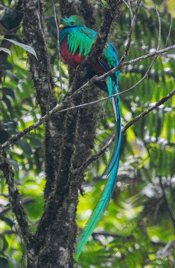 "Stunning image of the national Bird of Guatemala, the Resplendent Quetzal, showcasing its strikingly long and iridescent tail while perched gracefully on a branch."