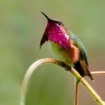 Wine-throated Hummingbird perched on a branch, displaying its vibrant magenta throat feathers. Birding News and Articles