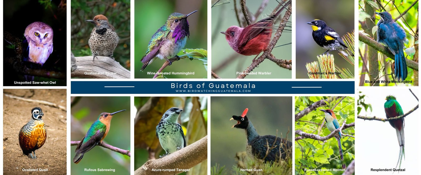 The banner image for Birds of Guatemala showcased the Resplendent Quetzal, the national bird of Guatemala, which is admired for its green and crimson feathers. The banner also features a selection of Guatemala's other renowned birds, including the uniquely colored Pink-headed Warbler, the majestic Horned Guan, the beautifully patterned Azure-rumped Tanager, the swift Belted Flycatcher, the locally endemic Goldman's Warbler, and the dazzling Wine-throated Hummingbird among other. These birds are depicted against the backdrop of Guatemala's diverse habitats, highlighting the nation's exceptional avian diversity.