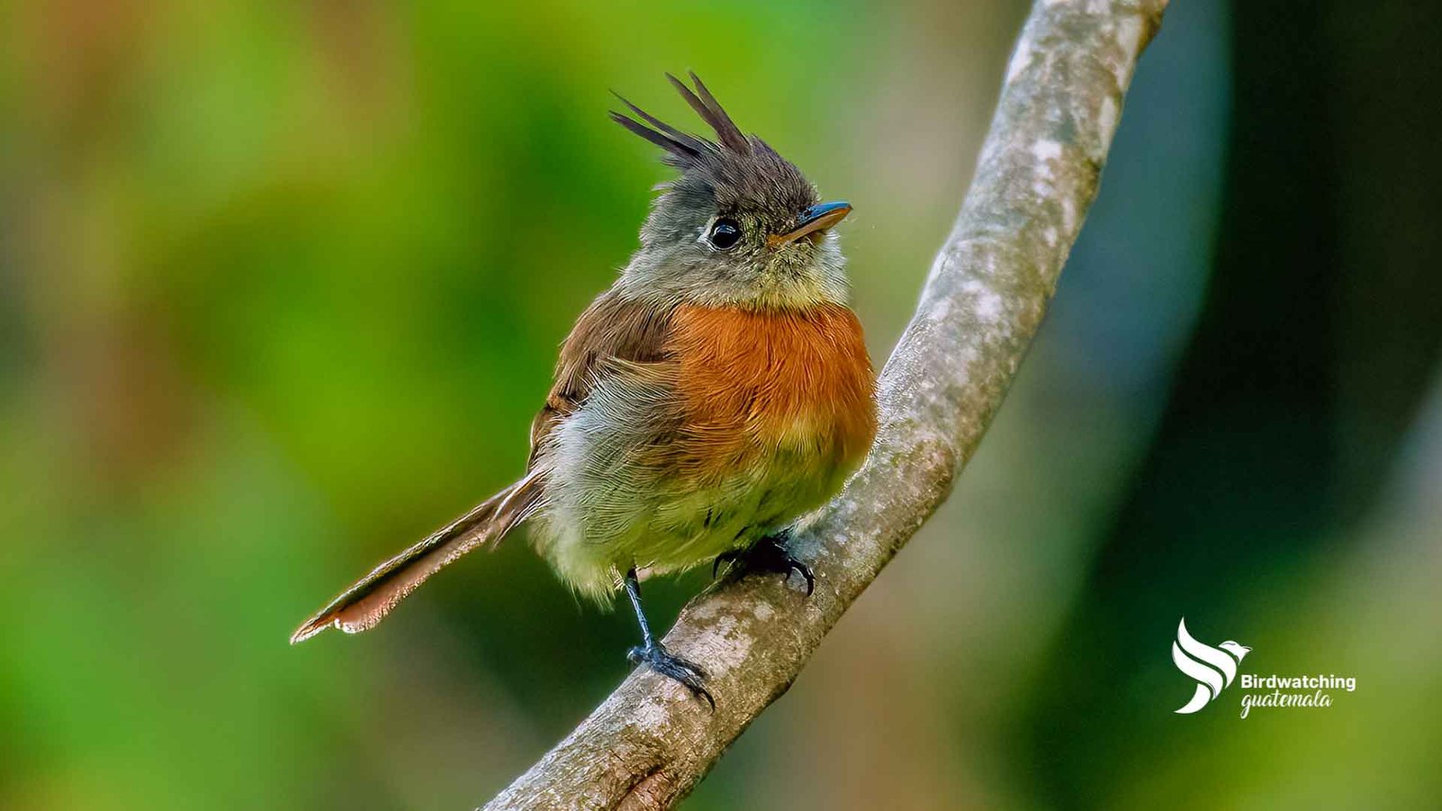 Close-up of a Belted Flycatcher perched on a branch in its natural habitat, illustrating birdwatching in Guatemala. 