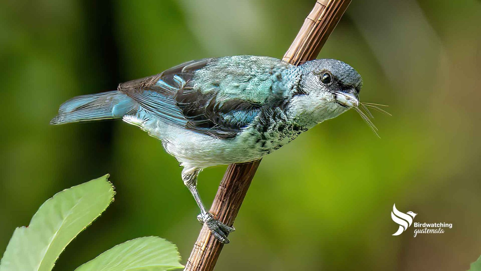 
An Azure-rumped Tanager carries nesting materials in its beak, set against a green forest background in Guatemala. This vibrant bird is characterized by its striking, colorful plumage, which contrasts beautifully with the natural surroundings. Ideal for articles focusing on birdwatching in Guatemala.
