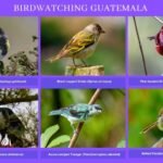 "A collage featuring seven detailed close-up images of Guatemala's most remarkable birds, arranged neatly within a frame. Starting from the top left, the frame includes: 1. The Goldman's Warbler, showcasing its vibrant yellow and olive plumage. 2. The Belted Flycatcher, notable for its small size and distinct pale yellow underparts. 3. The Azure-rumped Tanager, displaying its stunning blue and gray feathers. 4. The Black-capped Siskin, characterized by its black cap and bright yellow body. 5. The Pink-headed Warbler, with its striking pink head and deep red body. 6. The majestic Horned Guan, recognized by its unique horn-like crest and black-and-white coloring. 7. The Wine-throated Hummingbird, featuring iridescent green upperparts and a vibrant wine-colored throat. This collection emphasizes the diversity and beauty of bird species in Guatemala, ideal for birdwatching enthusiasts."