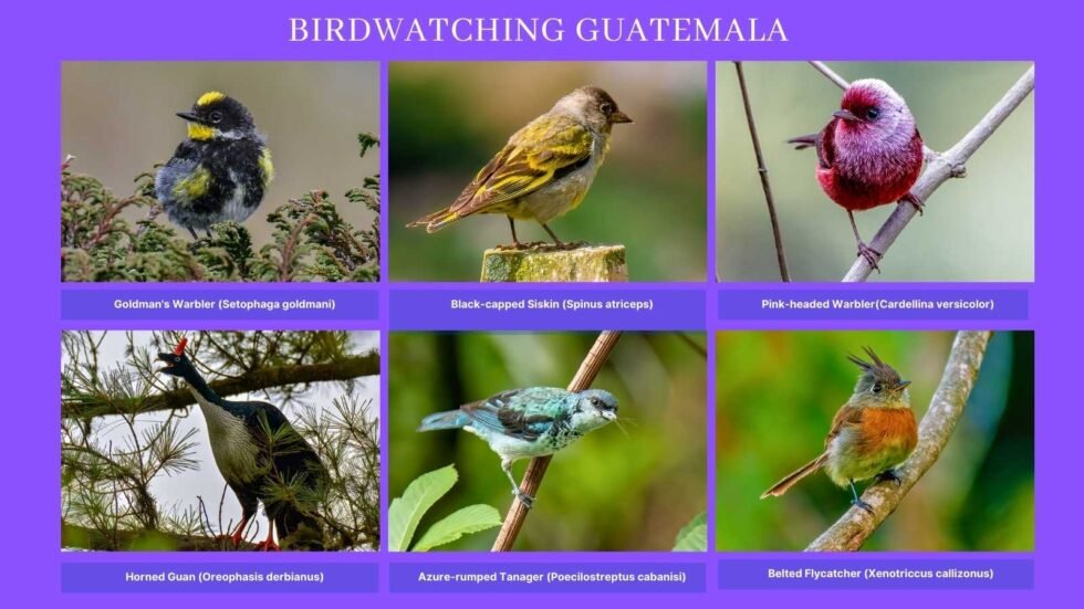 Birdwatching Guatemala | Expert Birding Tours & Photography