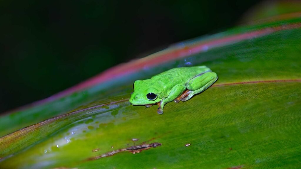 This cute Morelet's tree frog (Agalychnis moreletii) is a representative of the Wildlife of Guatemala.