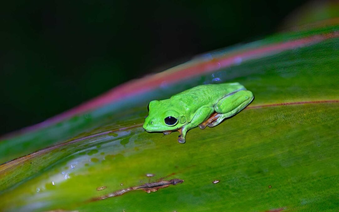 This cute Morelet's tree frog (Agalychnis moreletii) is a representative of the Wildlife of Guatemala.