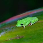 This cute Morelet's tree frog (Agalychnis moreletii) is a representative of the Wildlife of Guatemala.