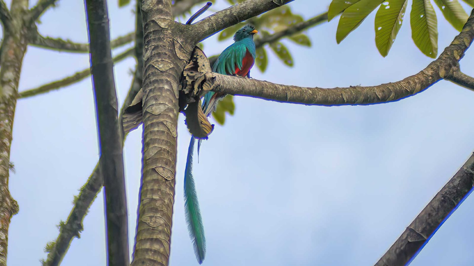 The Resplendent Quetzal perched on a Cecropia tree, depicting the Wildlife of Guatemala.