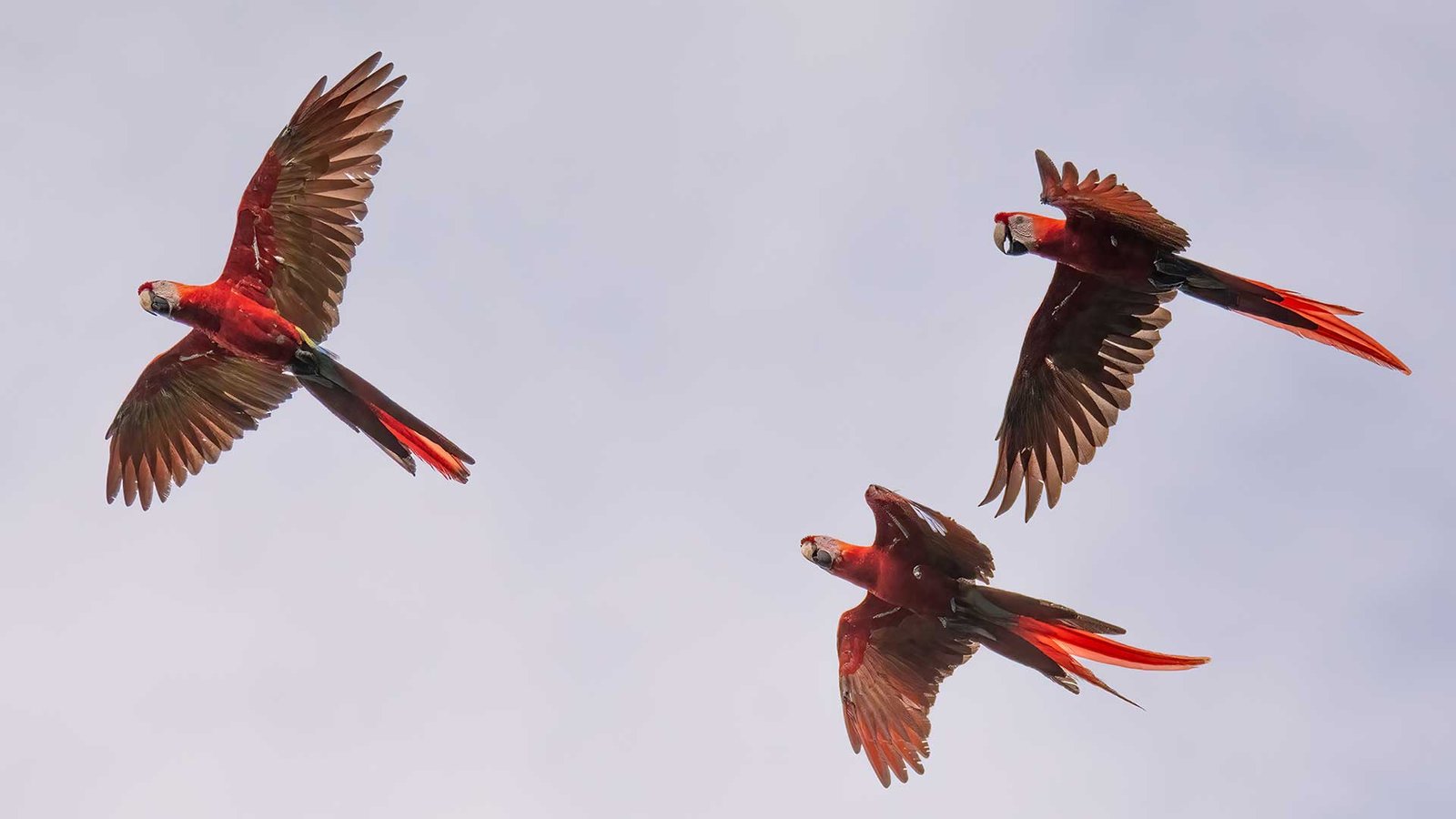 Close-up of a Horned Guan perched on a pine tree branch in the highlands of Guatemala, showcasing its distinctive red horn and black-and-white plumage. This image is ideal for promoting birdwatching in Guatemala, highlighting the unique wildlife and natural beauty of the region.