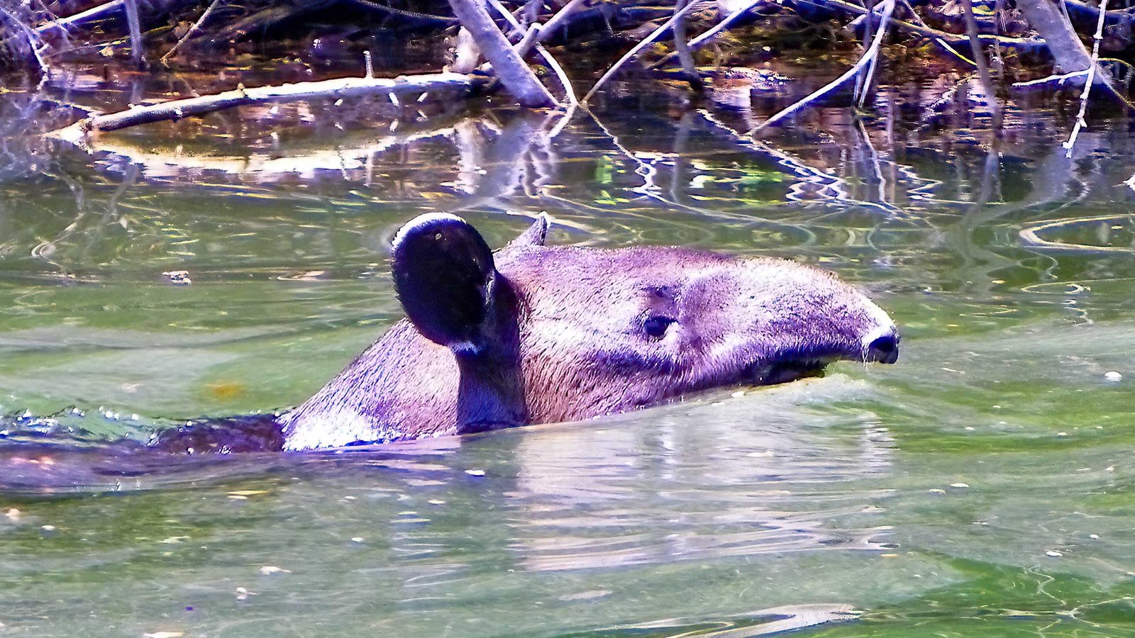 The Tapir swiming on a Guatemala lowlands' river. 