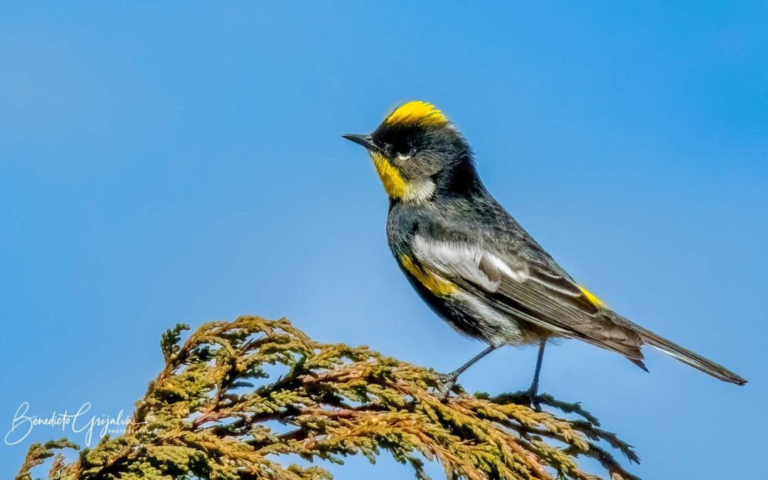 Birds in Guatemala: Conservation and Evolution of Goldman’s Warbler