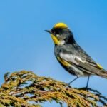 The Goldman's Warbler is one of the endemic birds of Guatemala