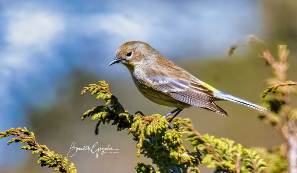 The female of a Goldman's Warbler, a unique bird species in Guatemala