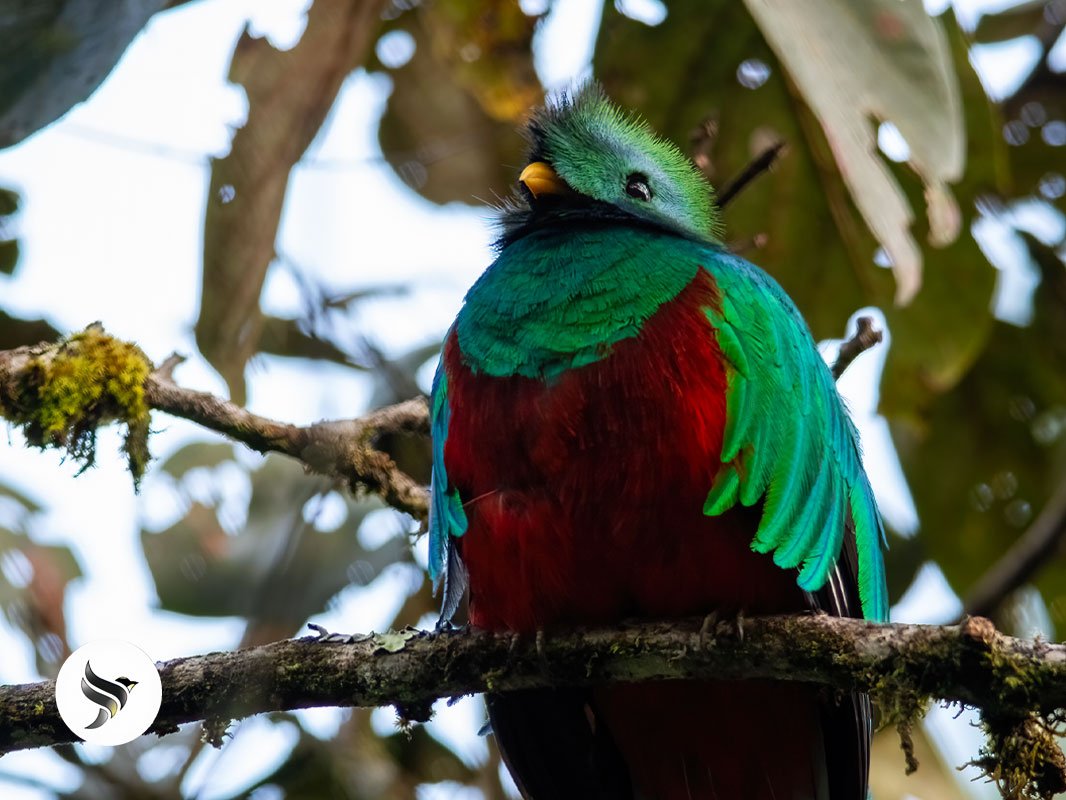 The Resplendent Quetzal is The National Bird of Guatemala, a cultural and natural treasure.