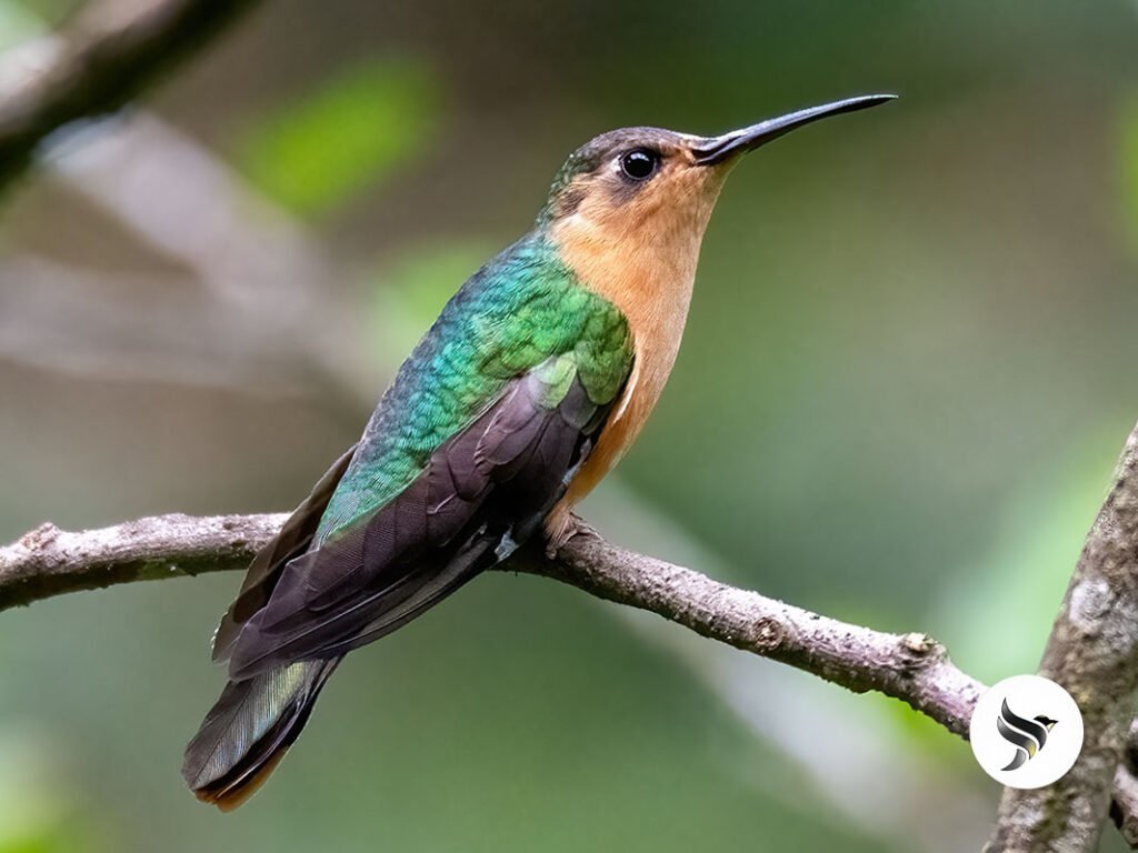 The Roufuos Sabrewing in our Birdwatching Guatemala, Nature, and Culture Tour