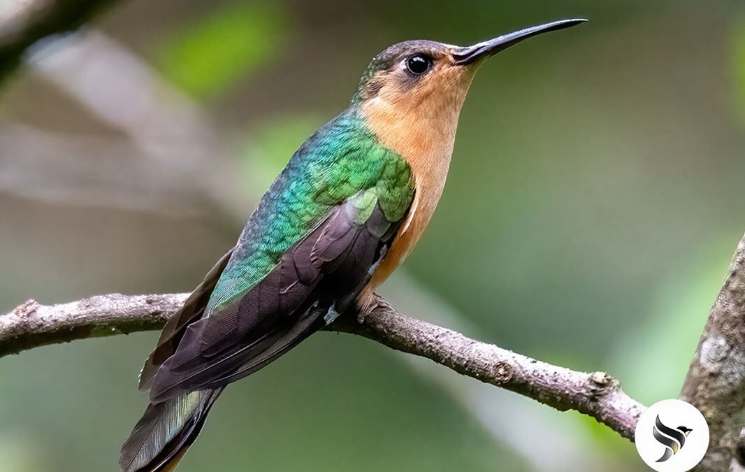 Discover Birdwatching Guatemala’s Nature and Culture Wonders